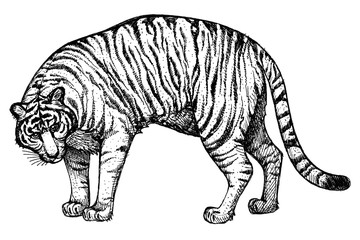 Fototapeta na wymiar Wild cat. Tiger. Clipart for art work and weddind design.