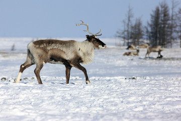 Calf deer, north pole