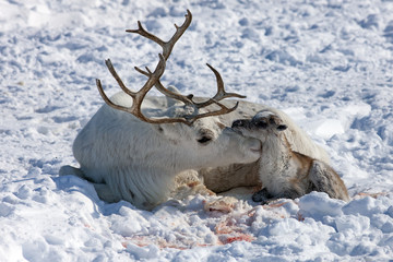 Childbirth in the winter tundra of Sweden. The deer kisses the cub