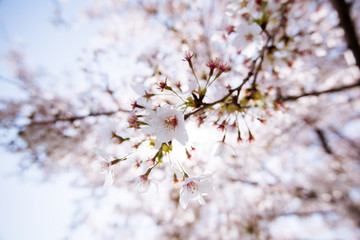 cherry blossoms