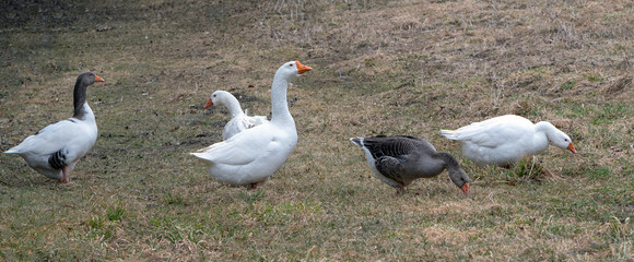 Banner Gänse auf einer Wiese