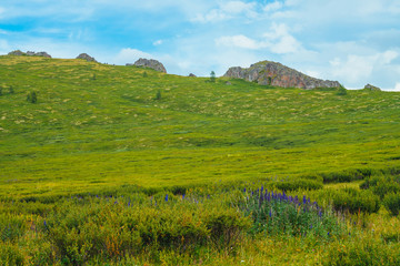 Fototapeta na wymiar Blue flowers in bushes on mountainside before distant rock. Wonderful rocks on hill in sunny day. Rich vegetation of highlands. Amazing green mountain landscape of majestic nature. Colorful scenery.