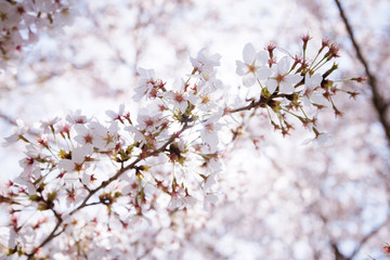 cherry blossoms