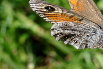 Ala di una farfalla che riposa su un fiore