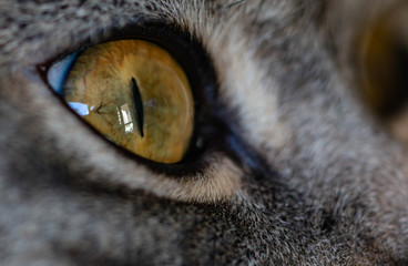 cat eye