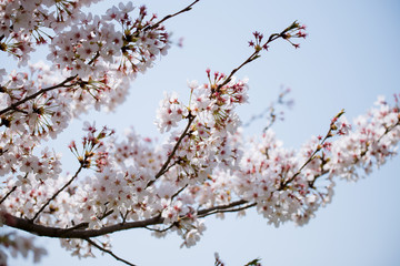 cherry blossoms