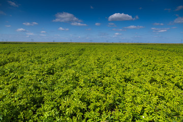 Fototapeta na wymiar Field of flowering potato
