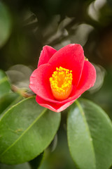 magnolia, flower, garden , red, nature