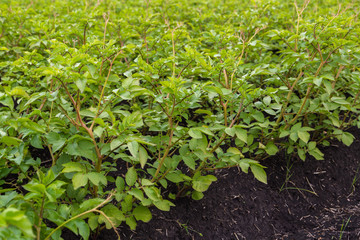 harvesting potatoes from soil