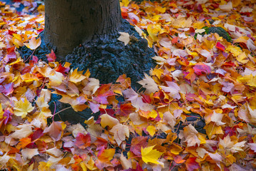 Autumn Leaves around Tree