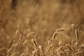 field of wheat