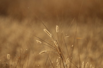 field of wheat