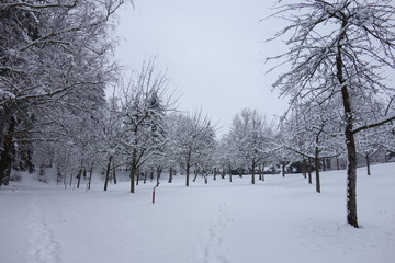 Fototapeta na wymiar Apfelbäume im Winter
