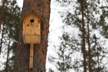 Birdhouse on a pine tree in wild forest.
