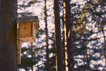 Birdhouse on a pine tree in wild forest.