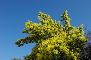 Fototapeta premium Mimosa