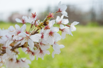 Fototapeta premium Cherry blossoms