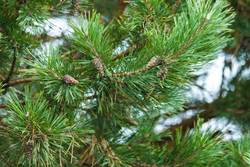 Pine needles and cones.