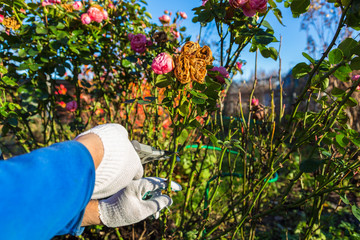 Pruning cultivar roses with a garden secateur in the autumn garden