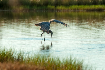 Reddish Egret