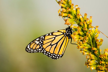 Monarch butterfly