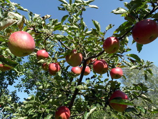 Яблоня.