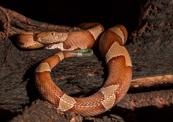Copperhead, snake- agkistrodon contortrix, A North American Venomous Snake - Powered by Adobe