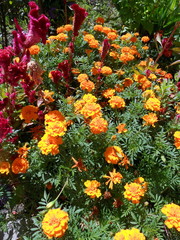 Бархатцы и Каллистефус китайский.