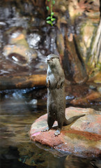 Brown otter standing