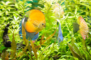 Golden Discus pompadour fish