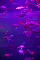 Obraz na płótnie Canvas Many fish in aquarium