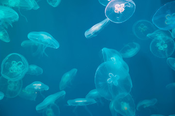 Moon jellyfish Aurelia aurita in the water © Igor Kovalchuk