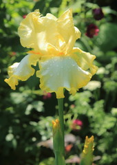 ジャーマンアイリス-Iris germanica