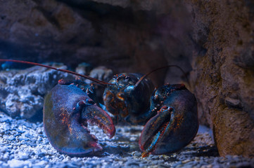 Big lobster under water