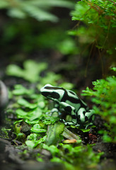 Green and black poison dart frog