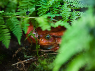 Red frog in grass