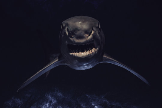 Angry shark with sharp teeth