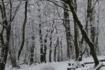 Waldgebiet im Schnee