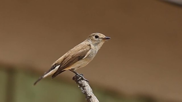 Taiga Flycatcher ( Ficedula parva ) on dry branch.