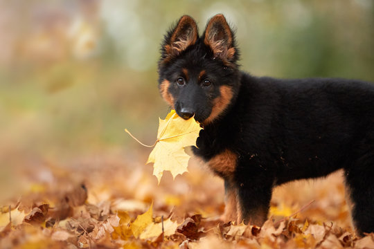 Low angle photo of Bohemian shepherd puppy, 3 months old, purebred, with typical marks, running on the lawn. Young, black and brown puppy in autumn forest. Dog breed native to Czech republic.