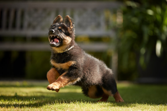 Low angle photo of Bohemian shepherd puppy, 2 months old, purebred, with typical marks, running on the lawn. Young, black and brown puppy on a family garden. Old dog breed native to Czech republic.