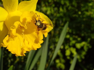 pollen covered bee on a yellow daffodil with green background