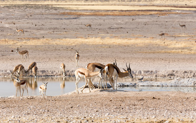 Fototapeta na wymiar Group of springboks in namibian savannah