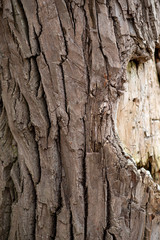 tree texture tree bark