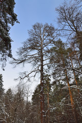Winter forest