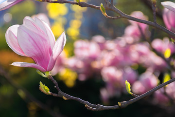 beautiful pink blossom of magnolia flower. wonderful spring background. flower close-up