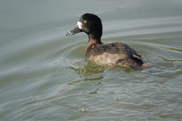 female tufted duck (Aythya fuligula)