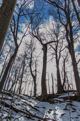 Fototapeta premium winter sky ELP