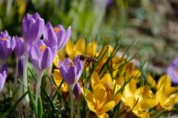 Krokusse und Biene v2