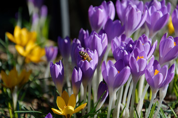 Krokusse und Biene v3